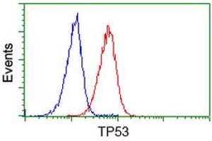 Image no. 3 for anti-Tumor Protein P53 (TP53) antibody (ABIN1499976) (p53 anticorps)