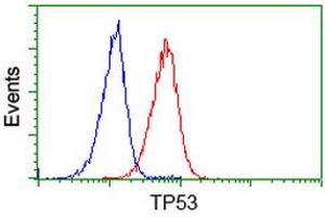 Image no. 3 for anti-Tumor Protein P53 (TP53) antibody (ABIN1499976)