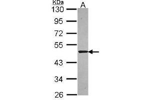 WB Image Sample (30 ug of whole cell lysate) A: A549 10% SDS PAGE antibody diluted at 1:5000