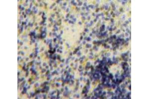 Used in DAB staining on fromalin fixed paraffin-embedded Spleen tissue (B-Cell Linker anticorps  (AA 65-314))
