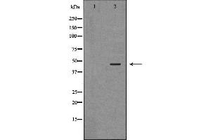 Western blot analysis of extracts of mouse skeletal muscle, using ANGPTL4 antibody.