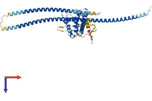 AlphaFold protein structure predicition of Human Recombinant RUFY3 Protein, UniprotID Q7L099