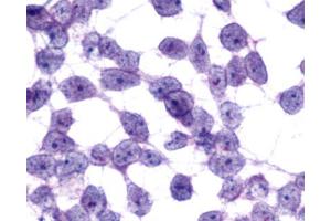 Anti-MCHR2 antibody immunocytochemistry (ICC) staining of untransfected HEK293 human embryonic kidney cells. (MCHR2 anticorps  (C-Term))