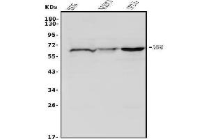 Western blot analysis of Rad9b using anti-Rad9b antibody (ABIN7599360).