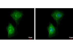 ICC/IF Image PDE4B antibody detects PDE4B protein at cytoplasm by immunofluorescent analysis. (PDE4B anticorps)