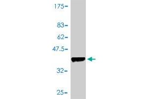 Western Blot detection against Immunogen (36.
