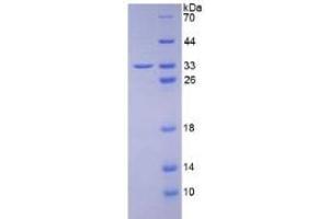 SDS-PAGE of Protein Standard from the Kit (Highly purified E.