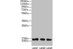Western blot All lanes: LGALS1 antibody at 2 μg/mL Lane 1: HL60 whole cell lysate Lane 2: NIH/3T3 whole cell lysate Lane 3: HepG2 whole cell lysate Secondary Goat polyclonal to rabbit IgG at 1/10000 dilution Predicted band size: 15 kDa Observed band size: 15 kDa (LGALS1/Galectin 1 anticorps  (AA 2-135))