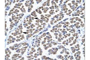 Image no. 1 for anti-T-Box 5 (TBX5) (AA 249-298) antibody (ABIN6735839)