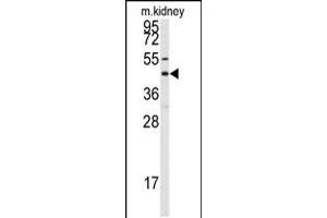 Western blot analysis of anti-GJA8 Antibody in mouse kidney tissue lysates (35ug/lane) (GJA8 anticorps  (C-Term))