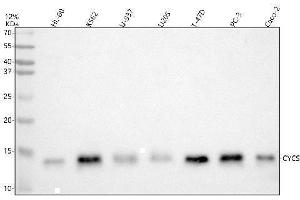 Western blot analysis of Cytochrome C using anti-Cytochrome C antibody (ABIN5518904). (Cytochrome C anticorps  (AA 2-105))