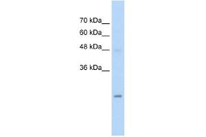 HIP2 antibody used at 5 ug/ml to detect target protein. (UBE2K anticorps  (N-Term))
