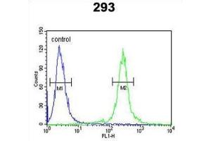 anti-Transcription Elongation Regulator 1-Like (TCERG1L) antibody