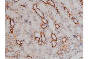 ABIN6267323 at 1/200 staining Mouse kidney tissue sections by IHC-P.