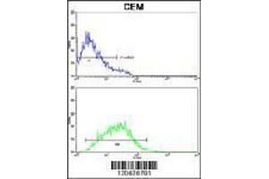 IL8 Antibody flow cytometry analysis of CEM cells (bottom) compared to negative control cells (top).