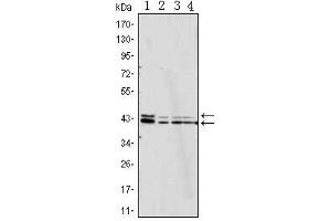 Western Blot showing p44/42 MAPK antibody used against Jurkat (1), Hela (2), A431 (3) and NIH/3T3 (4) cell lysate. (ERK1/2 anticorps)