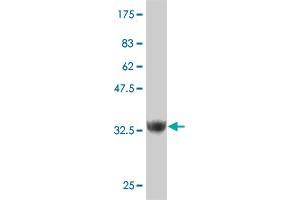 Western Blot detection against Immunogen (37. (ZNF207 anticorps  (AA 1-110))