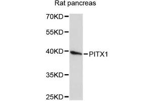 Western blot analysis of extracts of rat pancreas, using PITX1 antibody (ABIN1874142) at 1:3000 dilution. (PITX1 anticorps)