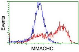 Flow Cytometry (FACS) image for anti-Methylmalonic Aciduria (Cobalamin Deficiency) CblC Type, with Homocystinuria (MMACHC) antibody (ABIN1499511) (MMACHC anticorps)