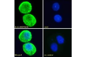 ABIN185549 Immunofluorescence analysis of paraformaldehyde fixed HepG2 cells, permeabilized with 0.