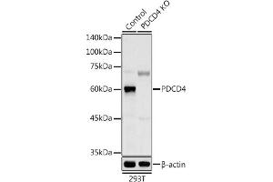 Western blot analysis of extracts from normal (control) and PDCD4 knockout (KO) 293T cells, using PDCD4 antibody (ABIN3023387, ABIN3023388, ABIN3023389 and ABIN1681284) at 1:1000 dilution. (PDCD4 anticorps  (AA 1-260))