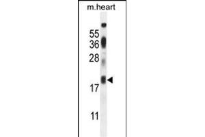 ISCA2 Antibody (Center) (ABIN654448 and ABIN2844182) western blot analysis in mouse heart tissue lysates (35 μg/lane). (ISCA2 anticorps  (AA 72-101))