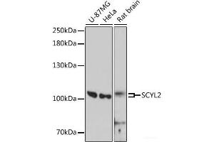 Western blot analysis of extracts of various cell lines using SCYL2 Polyclonal Antibody at dilution of 1:3000. (SCYL2 anticorps)