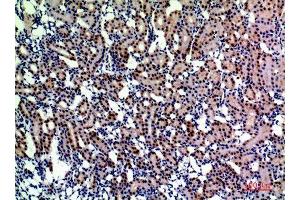 Immunohistochemistry (IHC) analysis of paraffin-embedded Rat Kidney, antibody was diluted at 1:200. (ENPEP anticorps  (Internal Region))