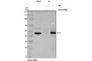 Immunoprecipitating (IP) SNX6 in A549 whole cell lysate.