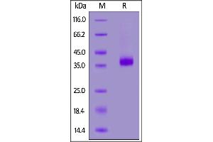 Biotinylated Human CD2, His,Avitag on  under reducing (R) condition.