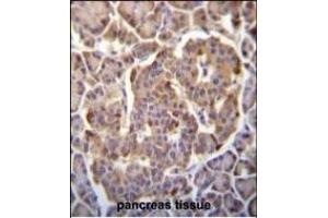 PIK3CB Antibody (N-term ) (ABIN652426 and ABIN2842105) immunohistochemistry analysis in formalin fixed and paraffin embedded human pancreas tissue followed by peroxidase conjugation of the secondary antibody and DAB staining.