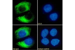 Immunofluorescence staining of MCF7 cells using anti-HER2/neu antibody SER4.