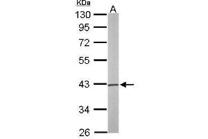 WB Image Sample (50 ug of whole cell lysate) A: Mouse brain 10% SDS PAGE antibody diluted at 1:1000