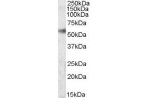 Western Blotting (WB) image for anti-SH2 Domain Containing 4A (SH2D4A) (AA 152-164) antibody (ABIN343142) (SH2D4A anticorps  (AA 152-164))