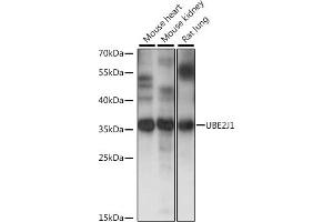 Western blot analysis of extracts of various cell lines, using UBE2J1 antibody (ABIN7271172) at 1:1000 dilution.