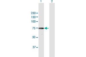 Western Blot analysis of XRCC6 expression in transfected 293T cell line by XRCC6 MaxPab polyclonal antibody. (XRCC6 anticorps  (AA 1-609))