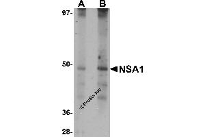 Western Blotting (WB) image for anti-Nsa1p (NSA1) (N-Term) antibody (ABIN1031491) (Nsa1p (NSA1) (N-Term) anticorps)