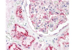 Anti-CASK antibody IHC staining of human kidney.