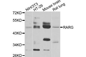 Western blot analysis of extracts of various cell lines, using RARG antibody (ABIN4904950) at 1:1000 dilution. (Retinoic Acid Receptor gamma anticorps)