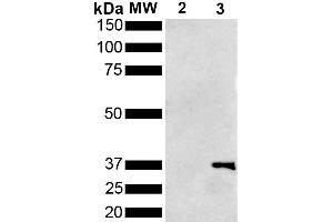 Western Blot analysis of Pseudomonas aeruginosa Metallothionein (PmtA) GST tagged showing detection of 36 kDa Metallothionein protein using Mouse Anti-Metallothionein Monoclonal Antibody, Clone 1F5 (ABIN5650713). (Metallothionein anticorps  (PerCP))