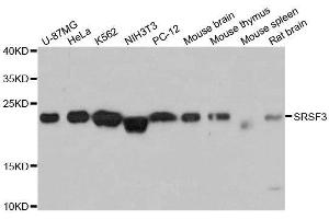 Western blot analysis of extracts of various cell lines, using SRSF3 antibody. (SRSF3 anticorps  (AA 1-90))