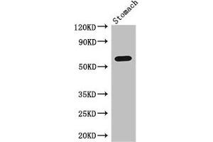 Western Blot Positive WB detected in: Mouse stomach tissue All lanes: IL4I1 antibody at 3 μg/mL Secondary Goat polyclonal to rabbit IgG at 1/50000 dilution Predicted band size: 63, 66 kDa Observed band size: 63 kDa (IL4I1 anticorps  (AA 139-339))