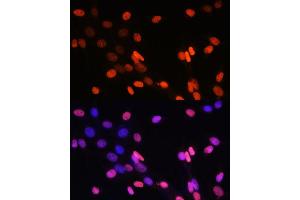 Immunofluorescence analysis of NIH-3T3 cells using DiMethyl-Histone H3-K14 pAb (ABIN7267679) at dilution of 1:100 (40x lens).