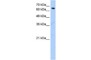 MLSTD2 antibody used at 1. (FAR1 anticorps  (N-Term))