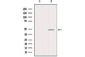 Western blot analysis of extracts from Mouse lung, using MAT1A Antibody. (MAT1A anticorps  (N-Term))