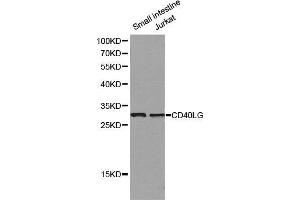 Western blot analysis of small intestine cell and Jurkat cell lysate using CD40LG antibody.