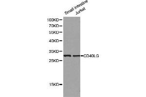 Western blot analysis of small intestine cell and Jurkat cell lysate using CD40LG antibody. (CD40 Ligand anticorps  (AA 47-223))