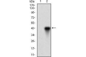 Western blot analysis using ONECUT3 mAb against HEK293 (1) and ONECUT3 (AA: 350-455)-hIgGFc transfected HEK293 (2) cell lysate.
