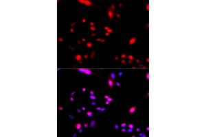 Immunofluorescence (IF) image for anti-Cullin 4A (CUL4A) antibody (ABIN3016906)