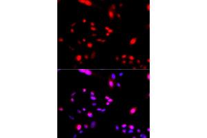 Immunofluorescence (IF) image for anti-Cullin 4A (CUL4A) antibody (ABIN3016906) (Cullin 4A anticorps)